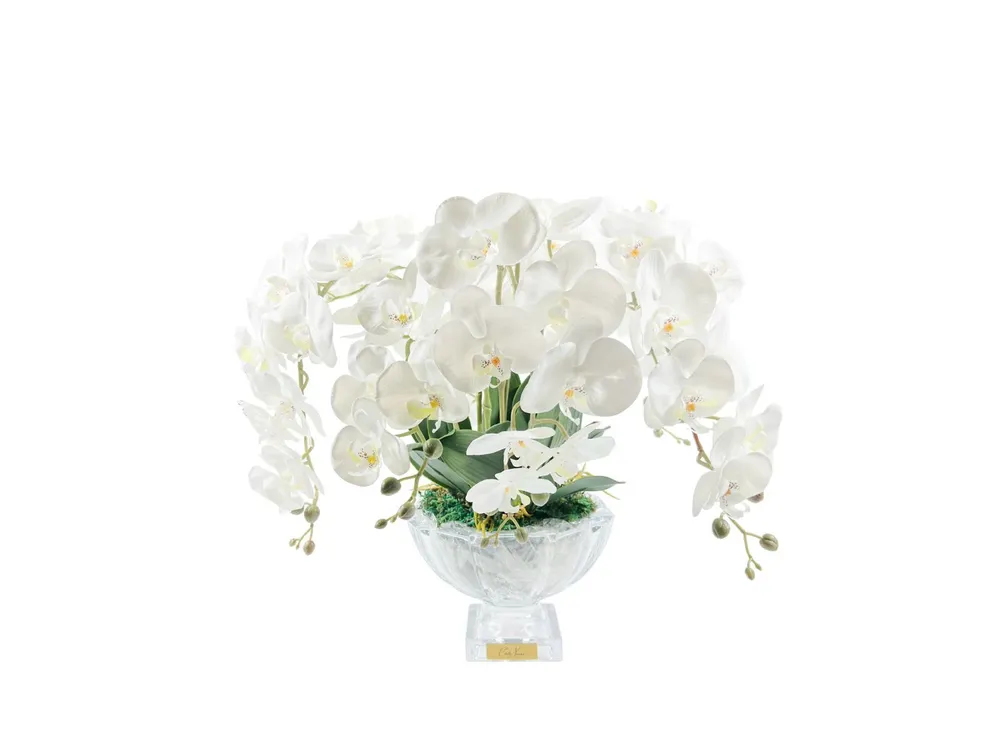 Orchids White