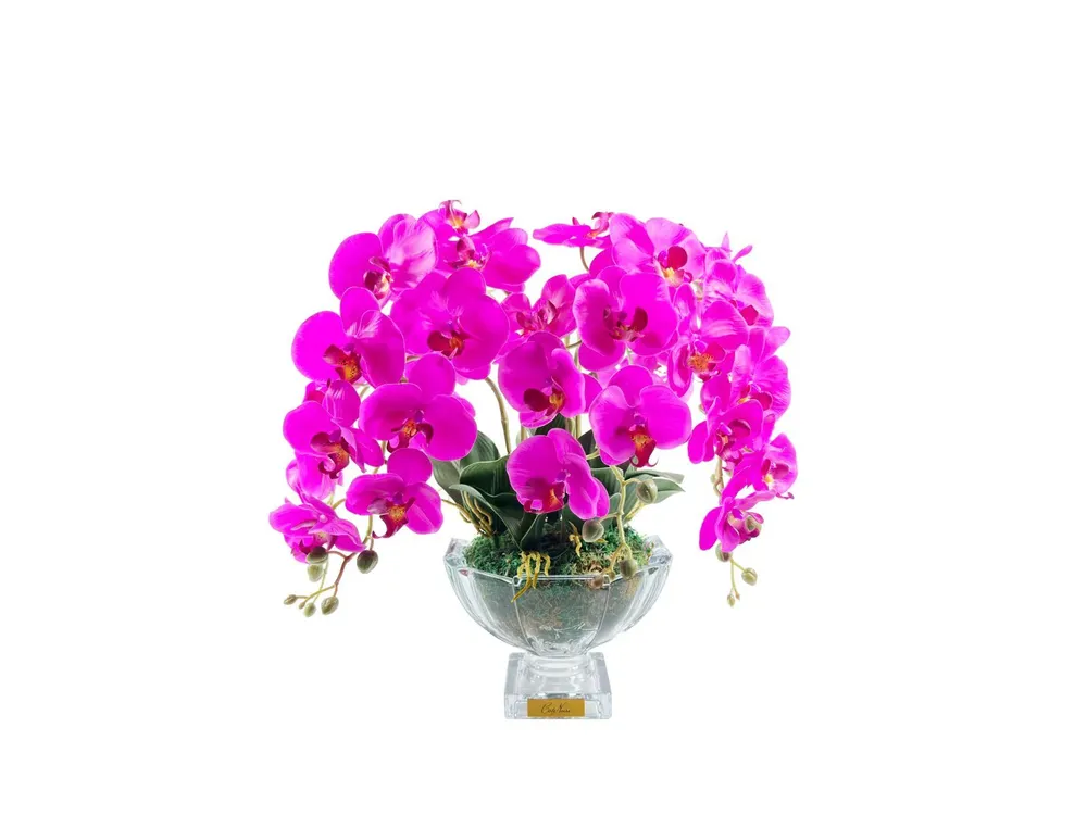 Orchids White